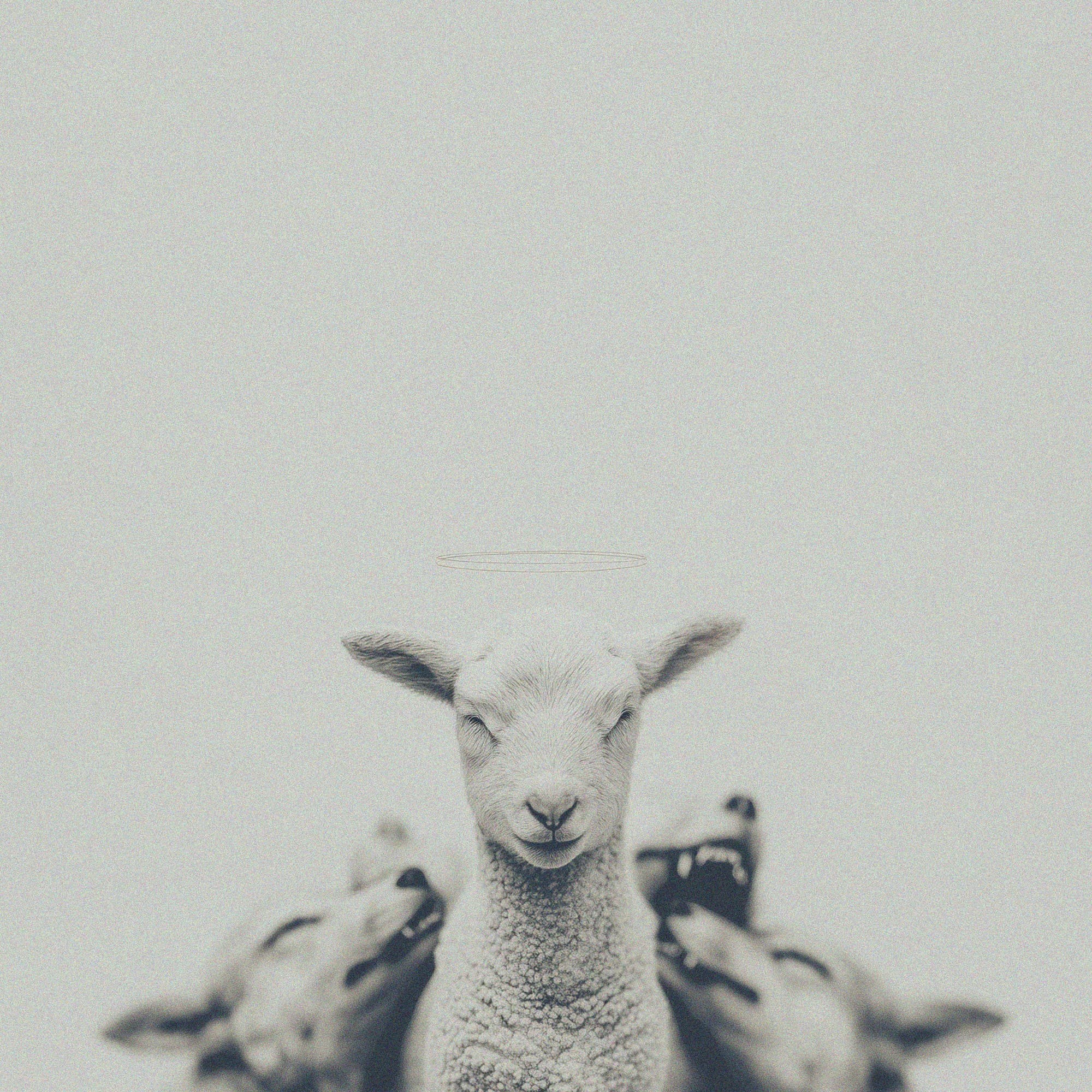 Cover of Baby Oh by Uve Key: black and white photo of a lamb with a halo and closed eyes, wolves with open jaws behind it