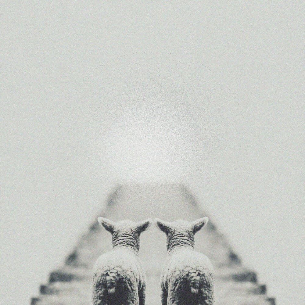 Cover of Camino Al Cielo by Uve Key: two mirrored lambs seen from behind at the foot of a stairway fading into white fog